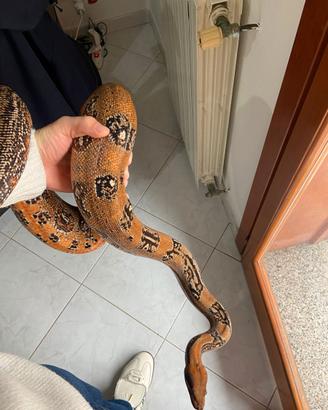 Boa constrictor imperator