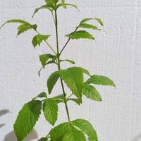 Piantine di Tecoma stans