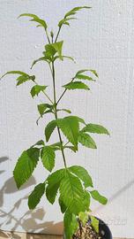 Piantine di Tecoma stans