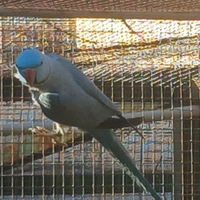 Pappagalli che parlano