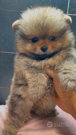 Pomerania Spitz Toy nano 