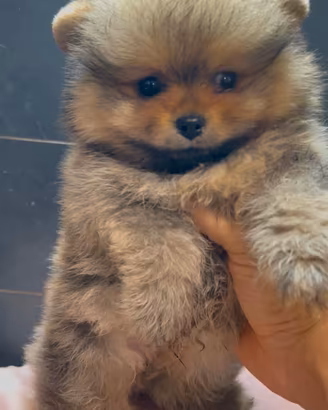 Pomerania Spitz Toy nano 