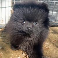 Volpino di Pomerania femmina