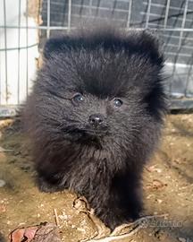 Volpino di Pomerania femmina