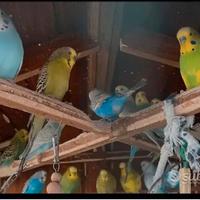 Blocco di cocoriti