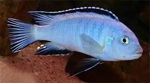 Ciclidi Malawi Pesci Pseudotropheus Socolofi
