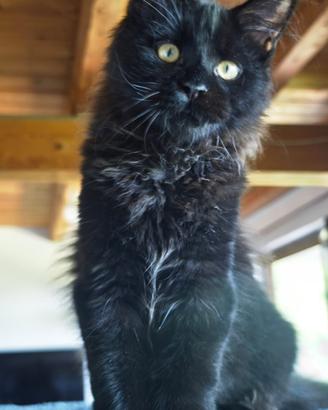 Maine Coon cucciolo con pedigree