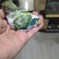 Inseparabili roseicollis