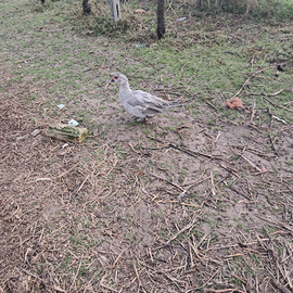 Disponibili anatre mute grigio perla