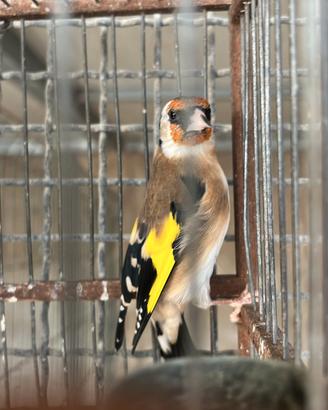 animali giovani 