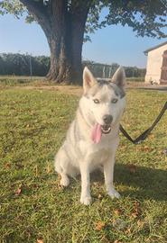 Siberian Husky/Occhi di ghiaccio