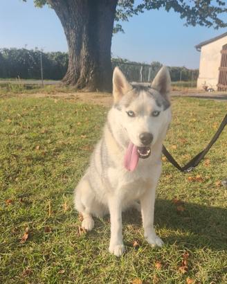 Siberian Husky/Occhi di ghiaccio