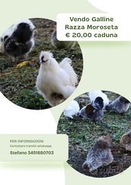 Galline Morosetta