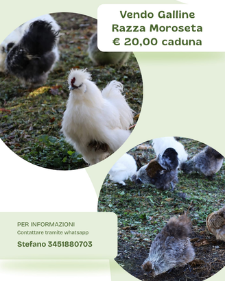 Galline Morosetta