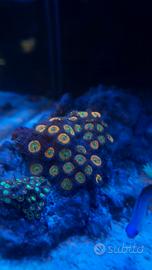 talee zoanthus sunny d