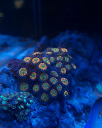 talee zoanthus sunny d