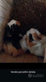 Porcellini d'india