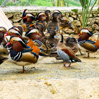 Anatre mandarino adulte