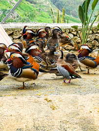 Anatre mandarino adulte