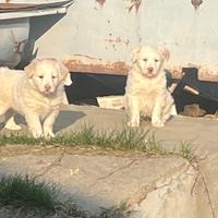 Cuccioli meticci taglia media