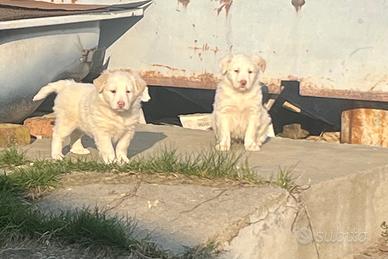 Cuccioli meticci taglia media