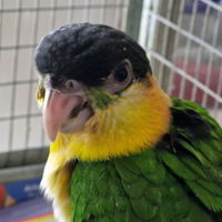 Caicco testa nera allevato a mano e SESSATIO