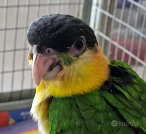 Caicco testa nera allevato a mano e SESSATIO