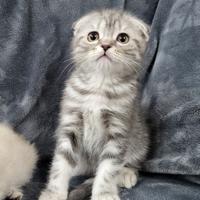 Cuccioli di SCOTTISH