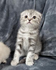 Cuccioli di SCOTTISH