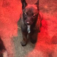 Pastore belga Malinois