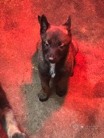 Pastore belga Malinois