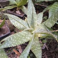 aloe saponaria