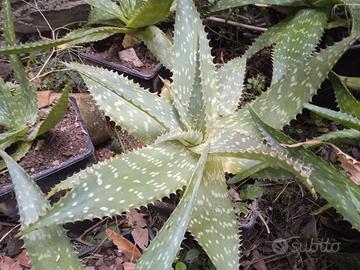 aloe saponaria