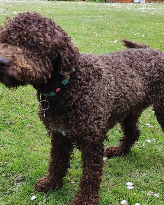 Lagotto di 5 anni per Lagotta