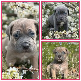 Cane corso cuccioli