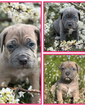 Cane corso cuccioli