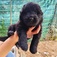 Cuccioli di pastore tedesco