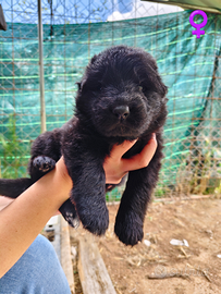 Cuccioli di pastore tedesco