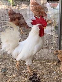 Gallo livornese