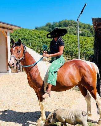 Cavallo