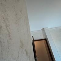 Cartongessisto / imbianchino