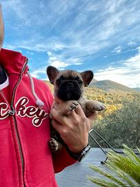 Bulldog francese cuccioli