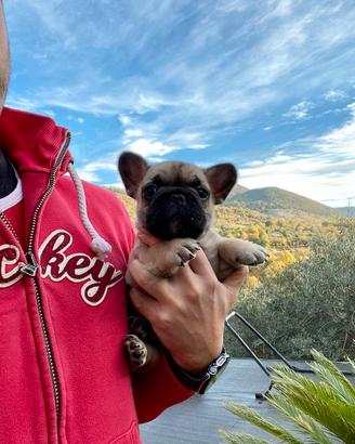 Bulldog francese cuccioli