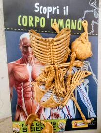 Il Corpo Umano