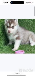 Husky