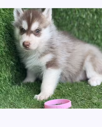 Husky