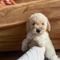 Maltipoo toy