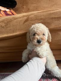 Maltipoo toy