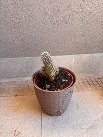 Cactus ornamentale in vaso - facile da coltivare
