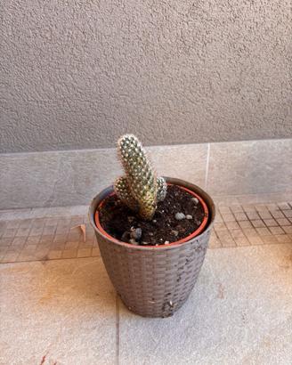 Cactus ornamentale in vaso - facile da coltivare